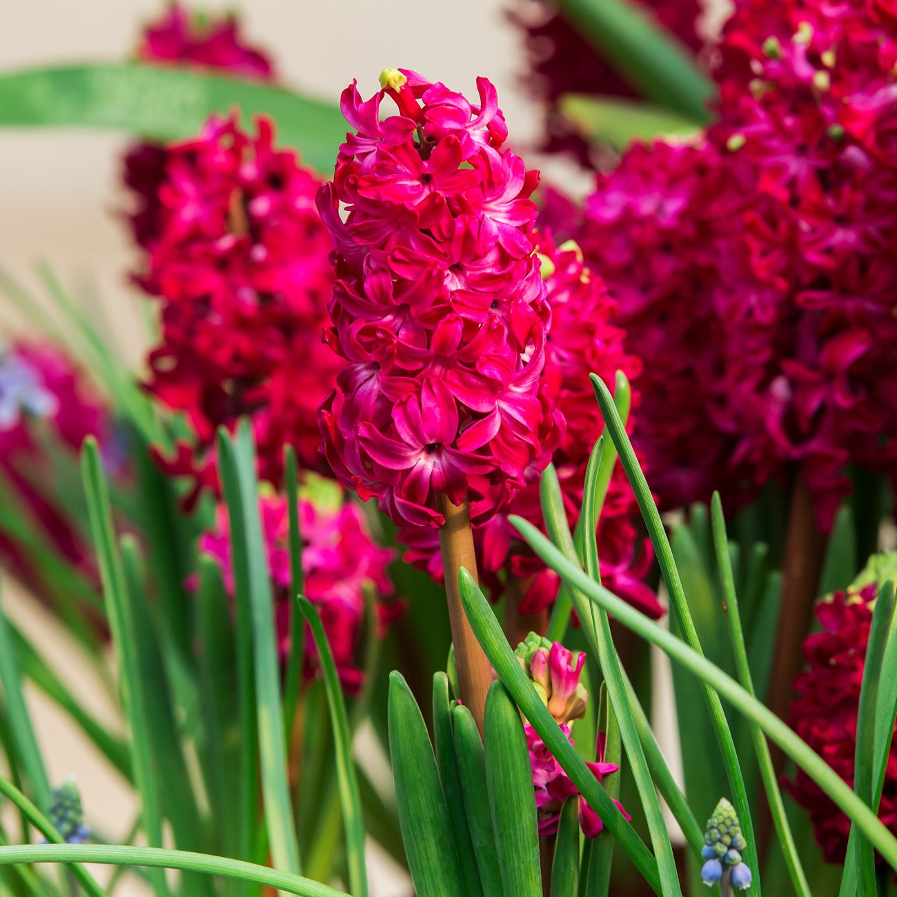 Obrázok Hyacint (Hyacinthus orientalis) ´AMORE´ - 1 cibuľka v kvetináči, kont. C2L (ružovo-červený)